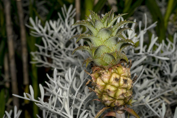 Small pineapple growing on a garden