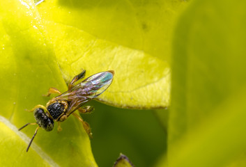 Wild dangerous black and orange wasp