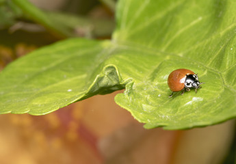 A lonely brown ladybug on a plant branch