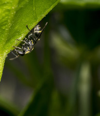 Black and yellow wasp wandering on a leaf