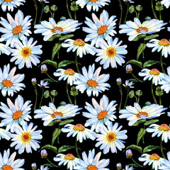 Wildflower daisy flower in pattern a watercolor style. Full name of the plant: daisy. Aquarelle wild flower for background, texture, wrapper pattern, frame or border.