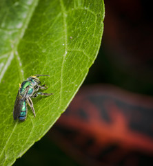 Cuckoo wasp on a leaf