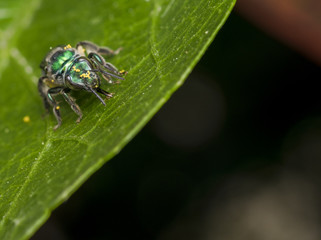 Cuckoo wasp on a leaf