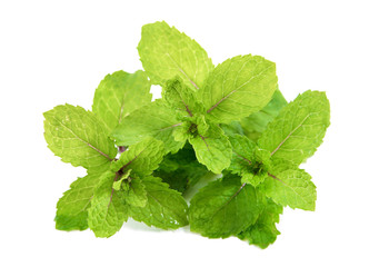 Mint leaves isolated on white background