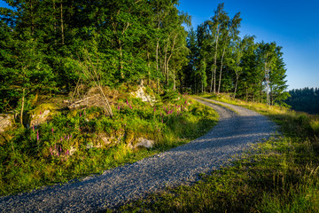 Obraz premium Natur, Tiere, Wandern, Freizeit, Erleben, Abenteuer, Alpen, Schwarzwald