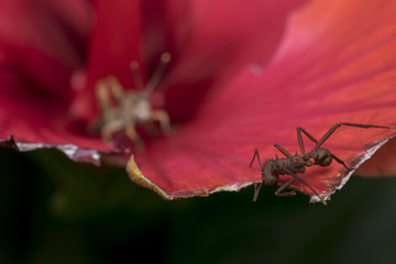 Ant eating a red flower
