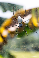 Seidenspinne auf Java - Indonesien