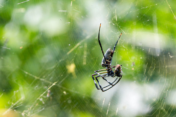 Seidenspinne auf Java - Indonesien