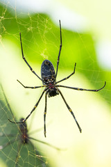 Sehr große Radnetzspinne