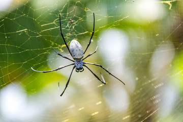Sehr große Radnetzspinne