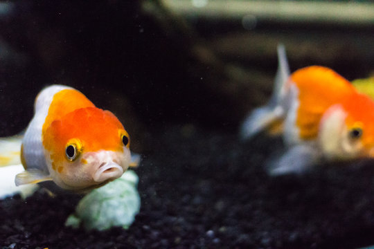 26 Best 転覆病 Images Stock Photos Vectors Adobe Stock