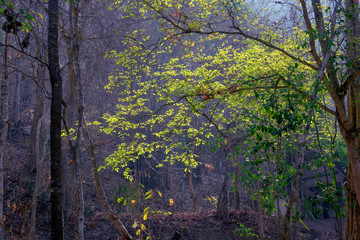 forest trees. nature green wood sunlight backgrounds.