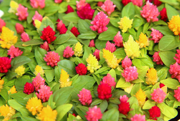 Colorful celosia flowers