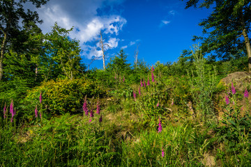 Natur, Tiere, Wandern, Freizeit, Erleben, Abenteuer, Alpen, Schwarzwald