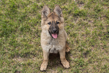 German shepherd puppy dog, friendship concept