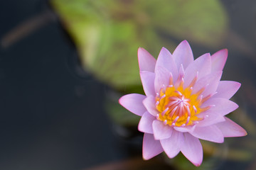 Fototapeta premium Water Lily