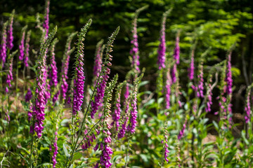 Natur, Tiere, Wandern, Freizeit, Erleben, Abenteuer, Alpen, Schwarzwald