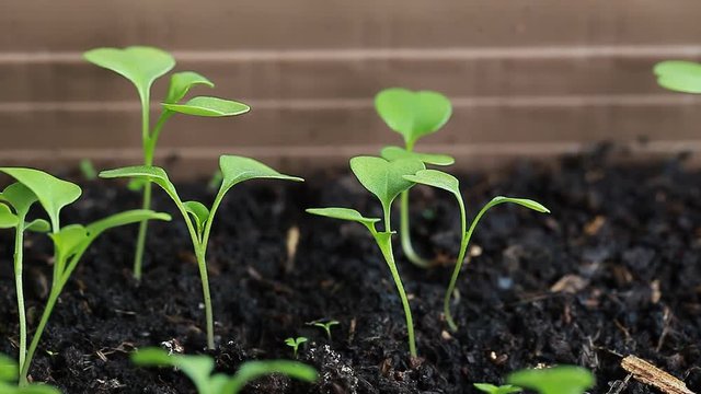 video rucola sprouts in a pot on the balcony
