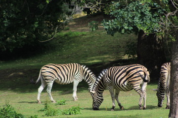 Fototapeta na wymiar Zebra family are eating some grass on green field
