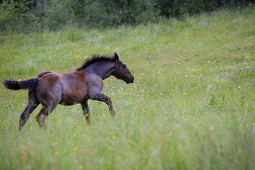powerfull, cute gray foal running over the pasture
