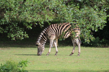 Fototapeta na wymiar Close up a single zebra