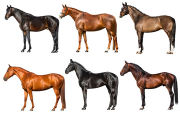 Horses collection exterior isolated on white background