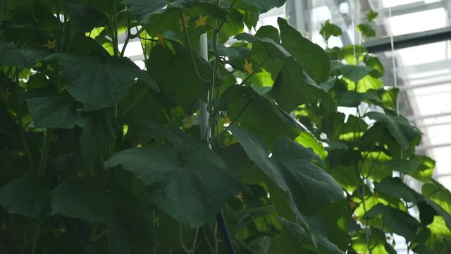 Cucumbers in the greenhouse. Cucumber iMEVA, grown in industrial greenhouse. Technologies of greenhouse growth of plants: green culture. Modern farming: growing cucumbers in an automated greenhouse.