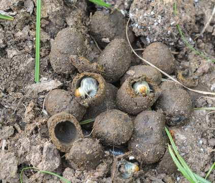 Insect larvae in the soil