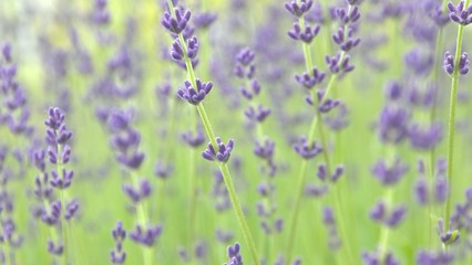 Fototapeta premium ラベンダー