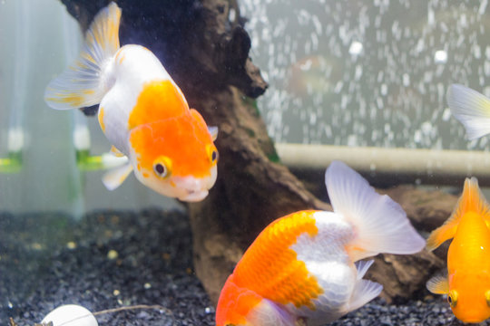 26 Best 転覆病 Images Stock Photos Vectors Adobe Stock