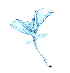 flower water splash isolated on white background