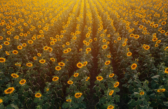 Aerial view of sunflower field in summer sunset