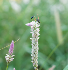 Close up of insect collecting nectar on a flower, blurred green background.