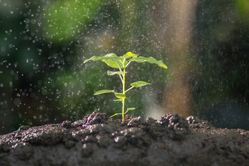 Agriculture , Growing plants , Plant seedling , Nurturing and watering young plants growing on fertile soil with natural green background.