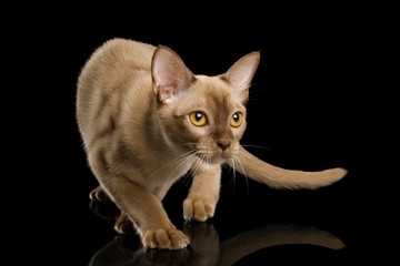 Playful Chocolate Burmese Cat Crouch and Looking up isolated on black background