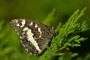 Weißer Waldportier