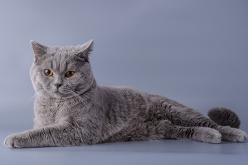 satisfied grey british short hair cat lying down looking away isolated on a purple background