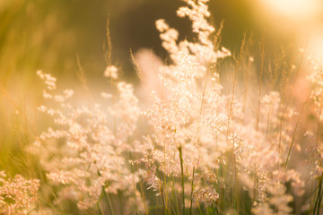 Morning grass flowers in the morning with golden light.