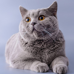 Very beautiful surprised British cat lies on purple background .