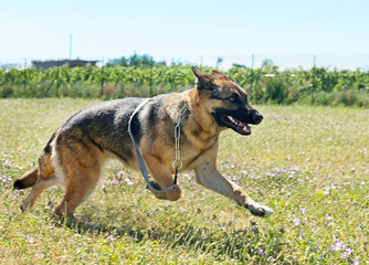 running german shepherd