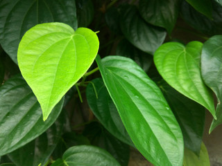 Fototapeta na wymiar Piper Betel Leaf
