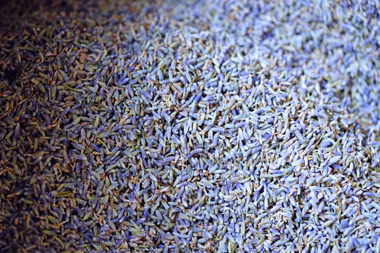 Fragrant dried lavender in bulk