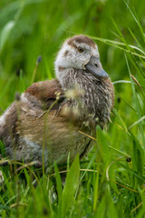 Natur, Wandern, Erlebnis, Alpen, Neckar, Tiere, Pflanzen