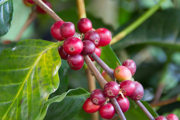 coffee bean on tree