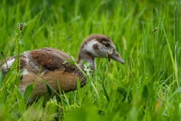 Natur, Wandern, Erlebnis, Alpen, Neckar, Tiere, Pflanzen