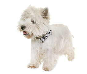 west highland white terrier