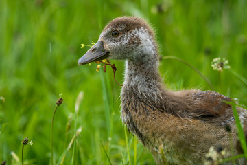 Natur, Wandern, Erlebnis, Alpen, Neckar, Tiere, Pflanzen