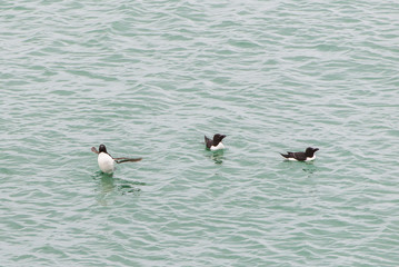     Razorbill, Alca torda, seabirds in the sea