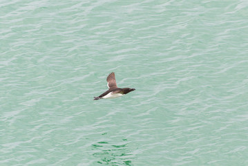     Razorbill, Alca torda, seabird flying