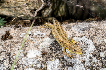Natur, Wandern, Erlebnis, Alpen, Neckar, Tiere, Pflanzen